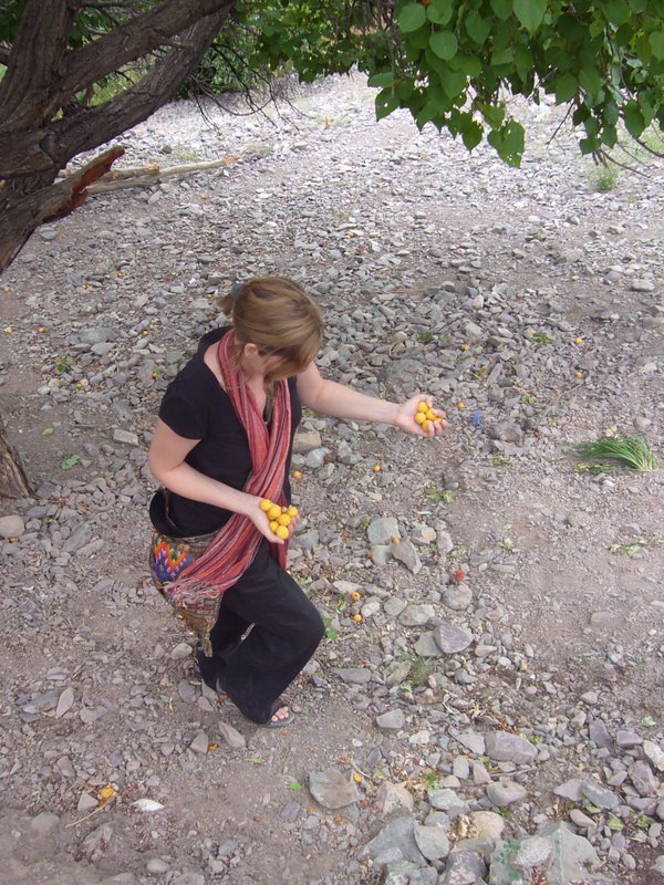 Janet steals apricots from just outside the monastery.